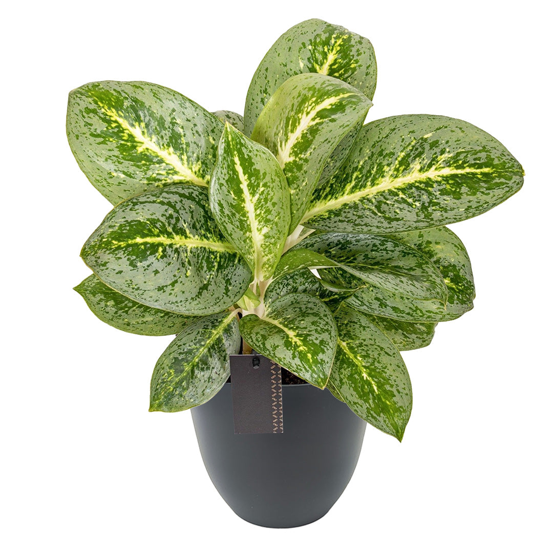 Aglaonema Lemon Mint