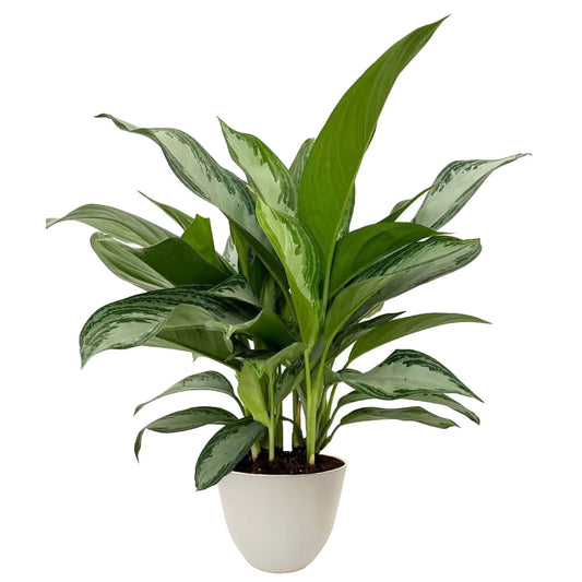 Aglaonema Silver Bay
