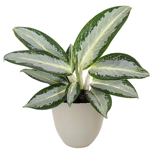 Aglaonema Silver Blue