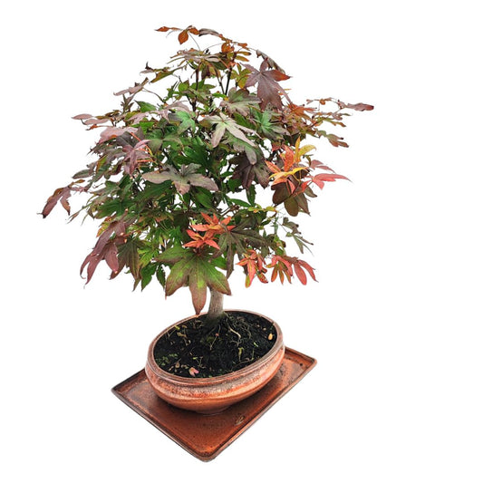 Bonsai Acer Palmatum Atropurpureum 20 Anni - Collezione Premium