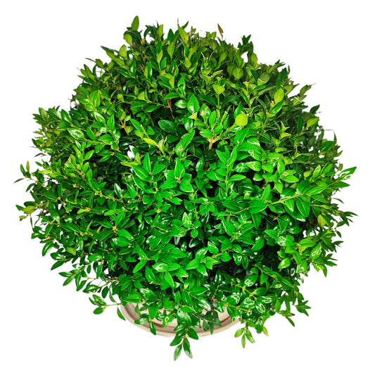 Bonsai Buxus sp. (Bosso) 15 Anni - Collezione Premium