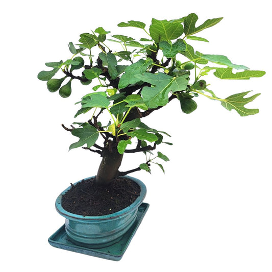 Bonsai Ficus Carica (Fico) 14 Anni - Collezione Premium