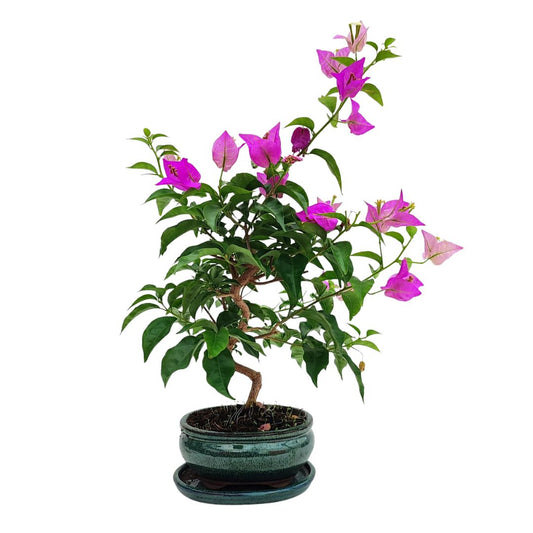 Bonsai Bouganvillea Glabra 9 Anni - Collezione Premium