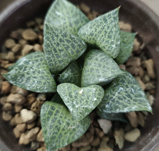 HAWORTHIA COMPTO BADIYA