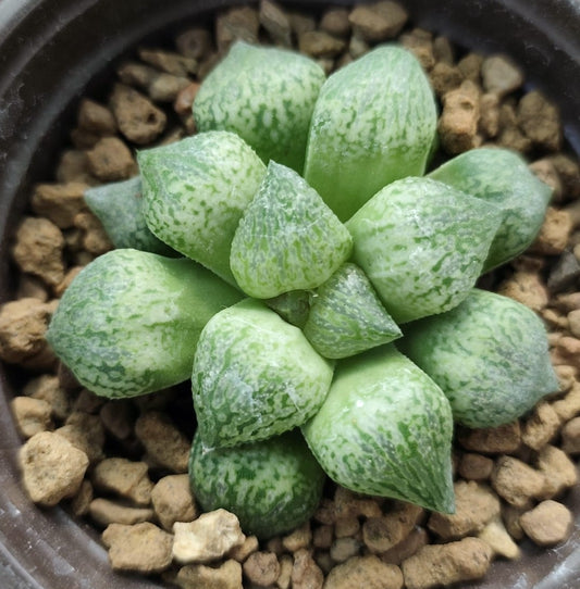 HAWORTHIA EASY