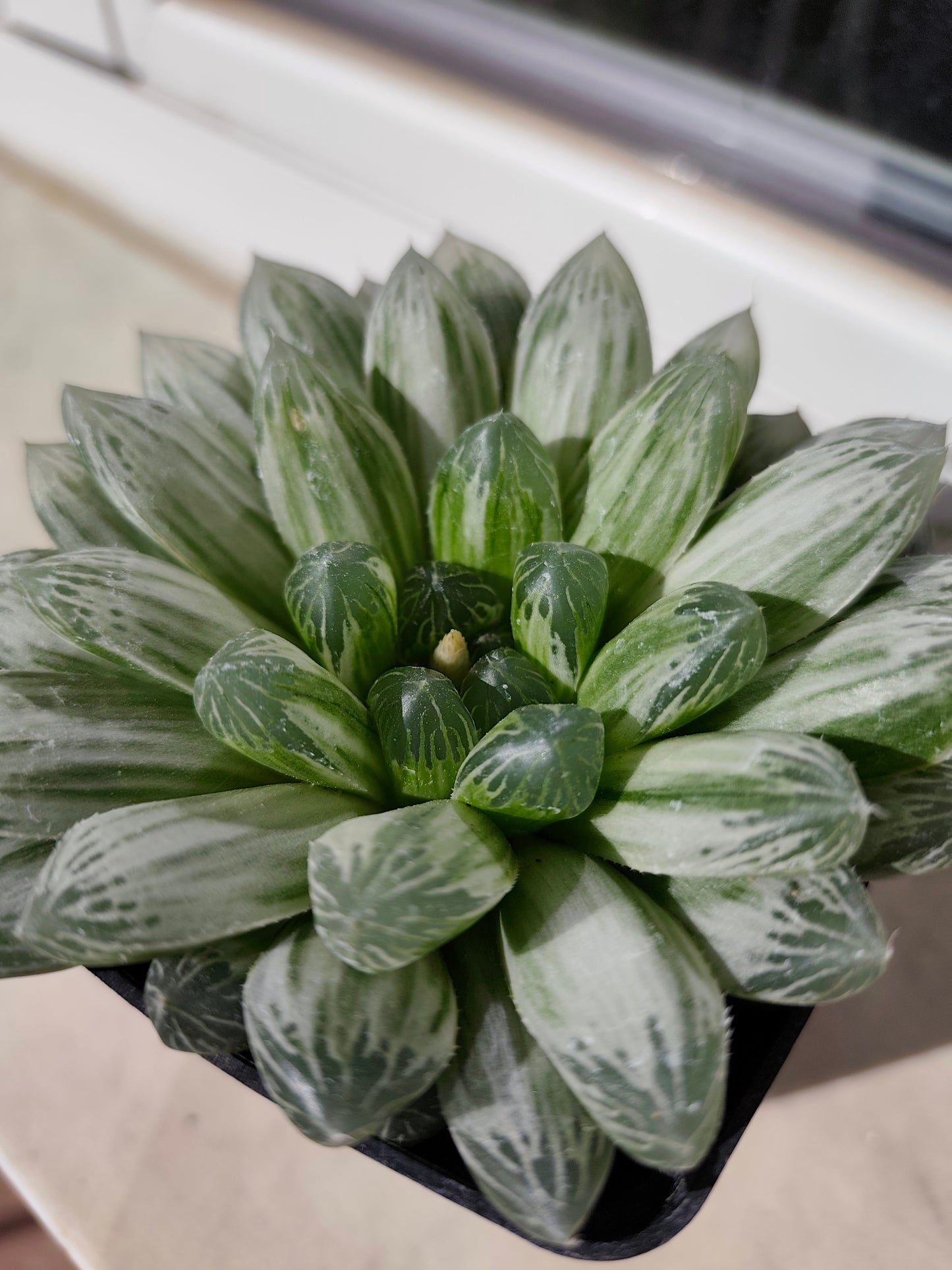 HAWORTHIA COOPERI VARIEGATA PILIFERA 10-12 cm