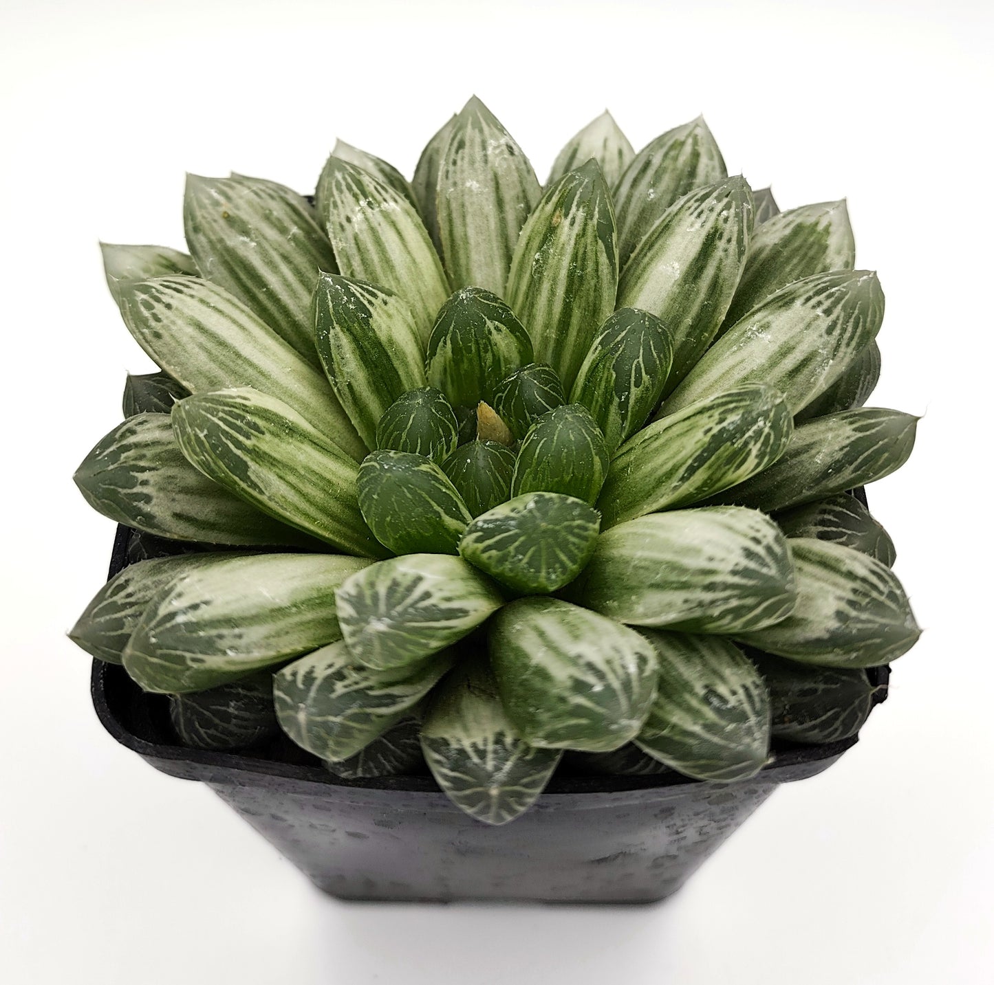 HAWORTHIA COOPERI VARIEGATA PILIFERA 10-12 cm