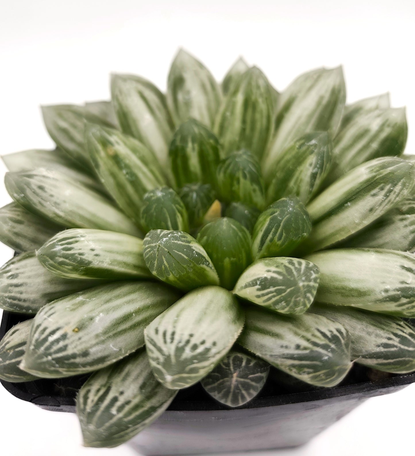 HAWORTHIA COOPERI VARIEGATA PILIFERA 10-12 cm
