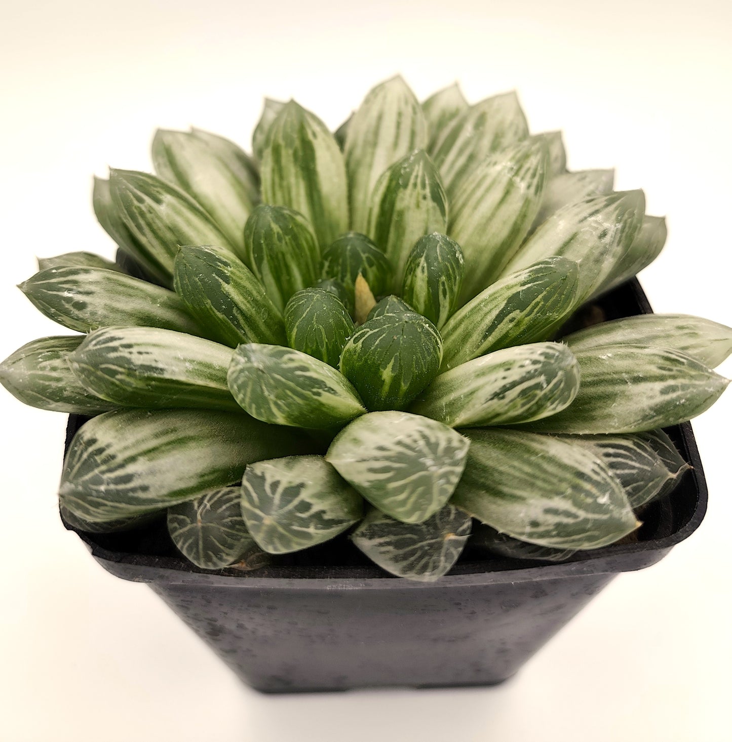 HAWORTHIA COOPERI VARIEGATA PILIFERA 10-12 cm