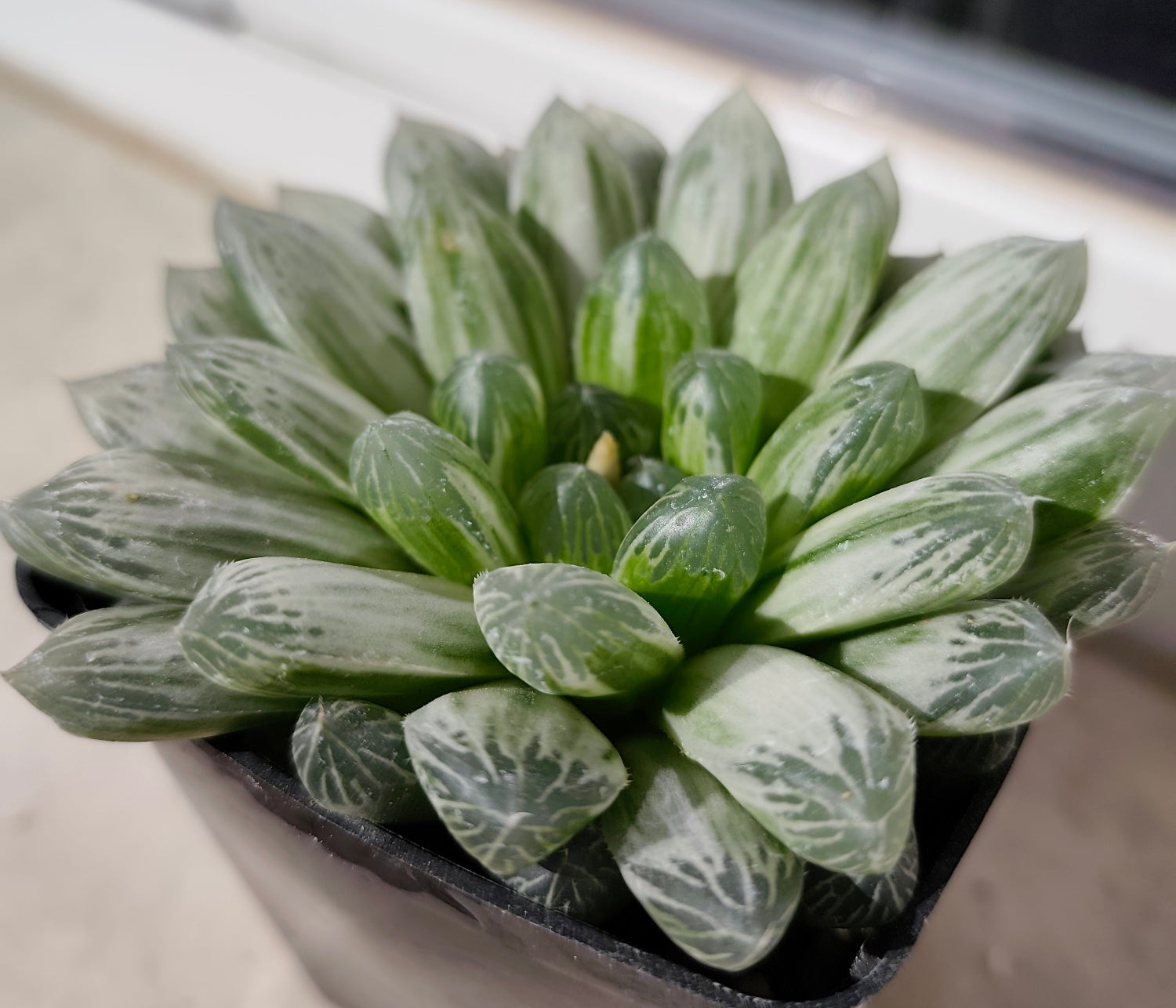 HAWORTHIA_COOPERI_PILIFERA_VARIEGATA