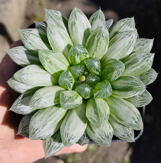 HAWORTHIA_PILIFERA