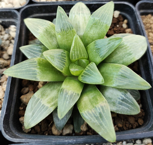 Haworthia Heidelbergensis