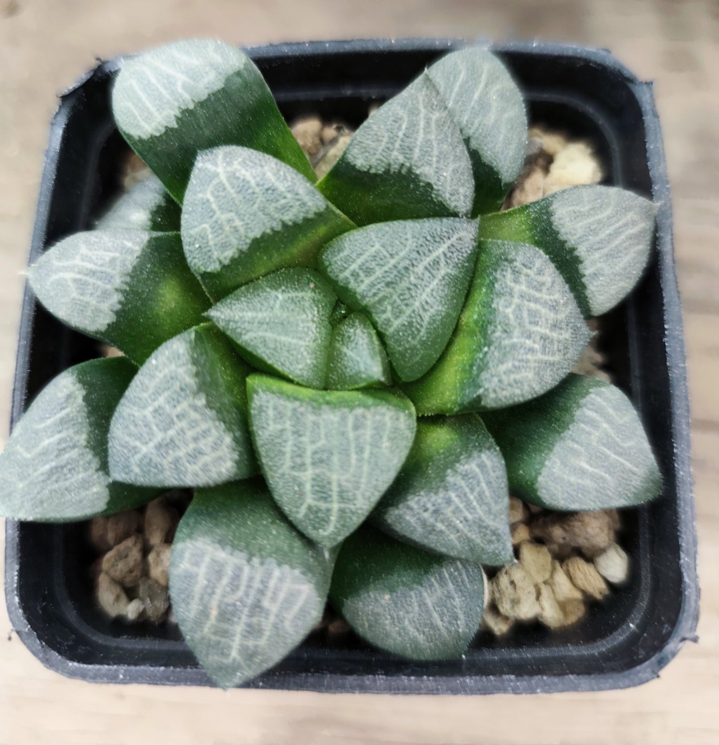 Haworthia Correcta/Baiery