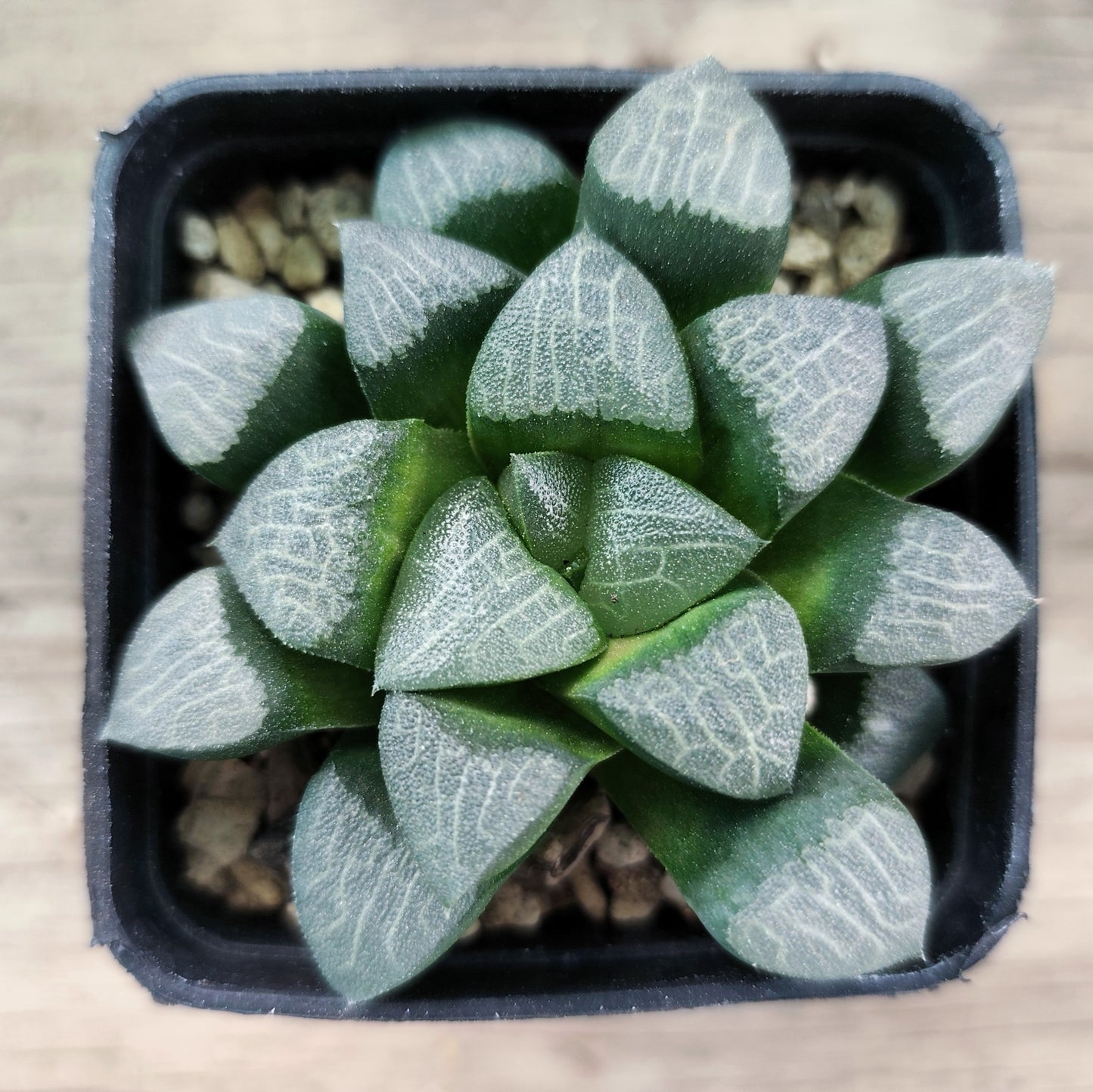 Haworthia Correcta/Baiery