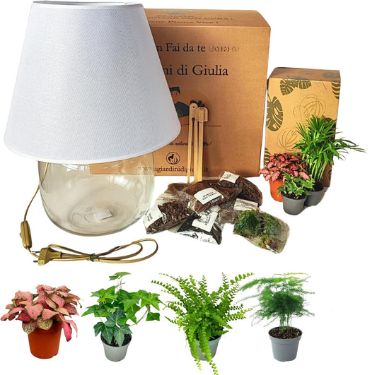 Kit Terrarium Lamparium Grande con piante verdi