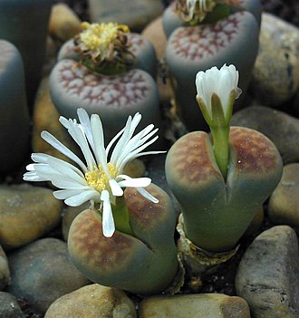 LITHOPS-10 HAWORTHIA