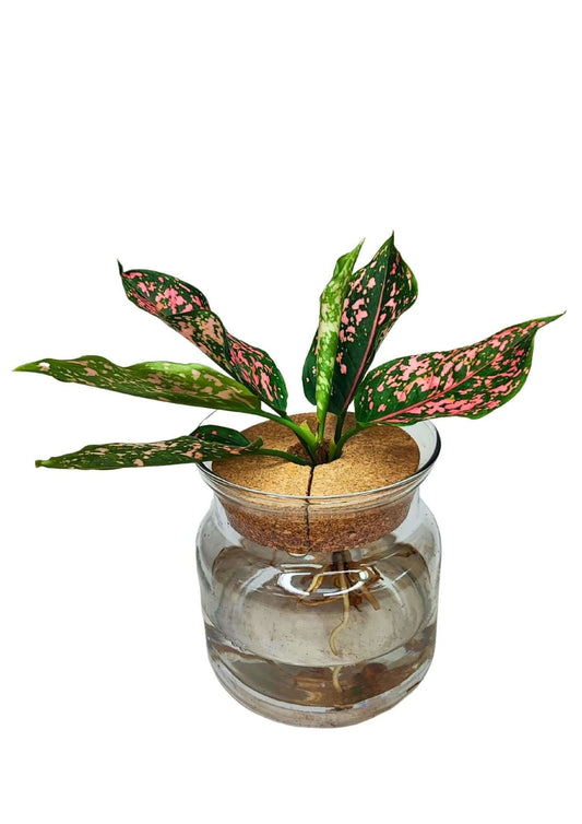 Aglaonema 'Pink Beauty' in Idrocoltura