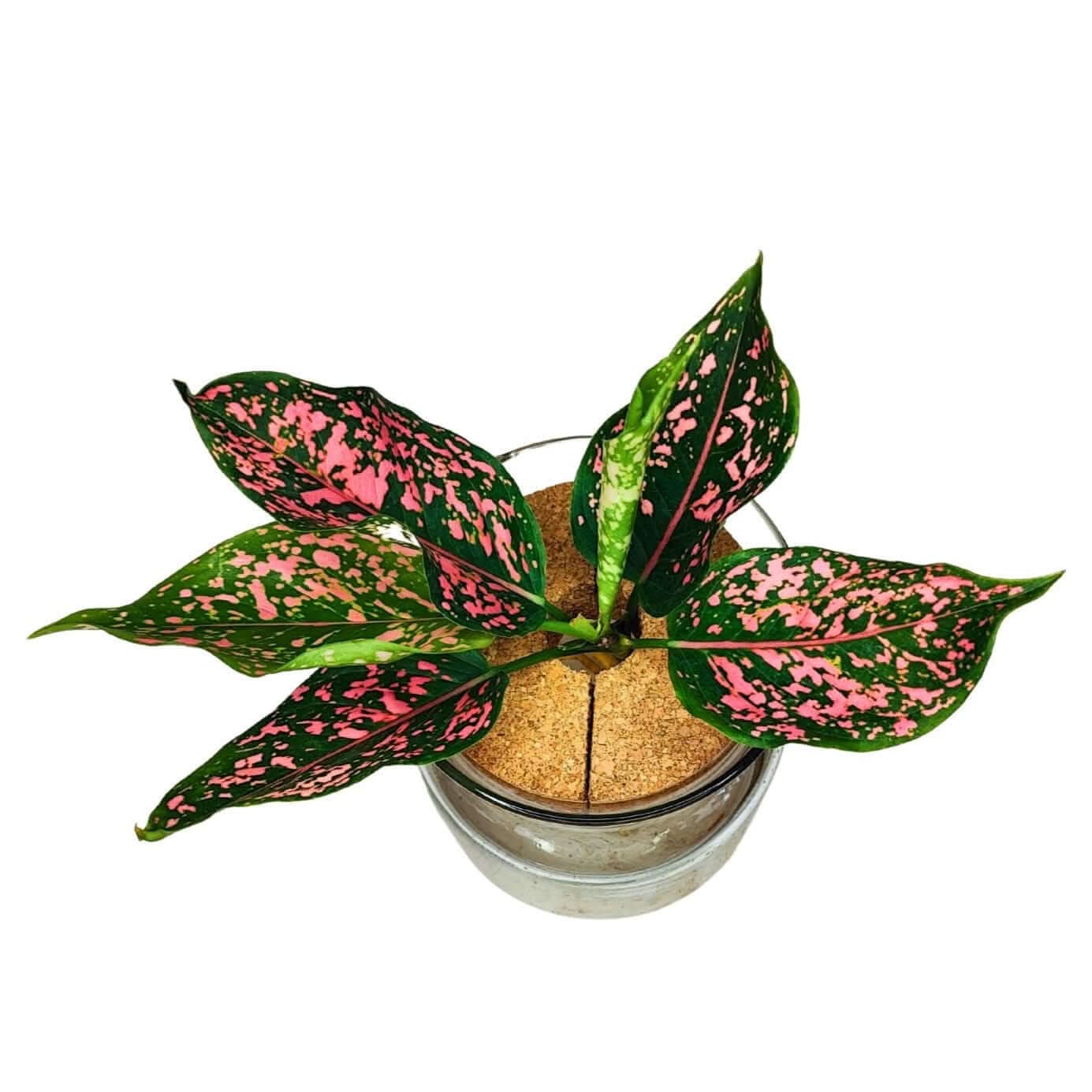 Aglaonema 'Pink Beauty' in Idrocoltura