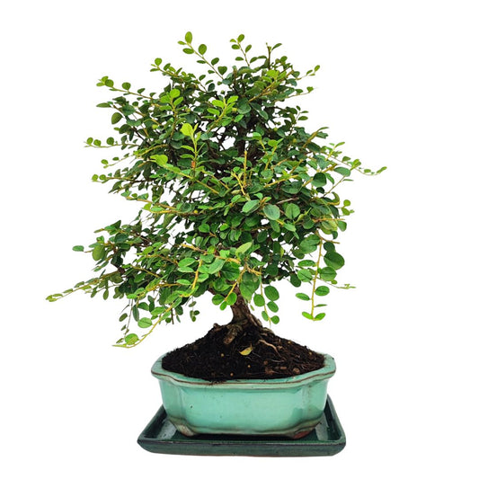 Bonsai Cotoneaster Horizontalis 10 Anni - Collezione Premium