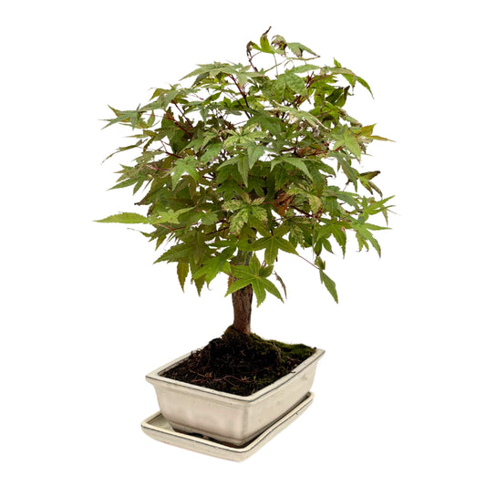 Bonsai Acer Palmatum 13 Anni - Collezione Premium