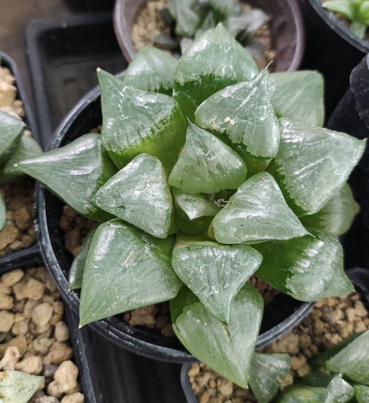 HAWORTHIA STAY