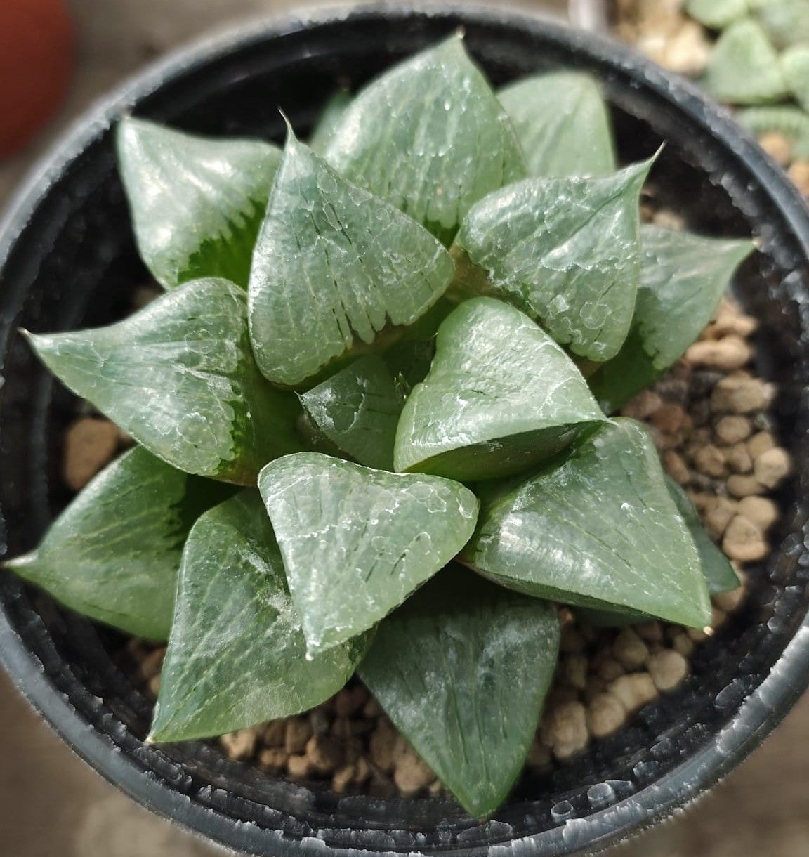 HAWORTHIA STAY