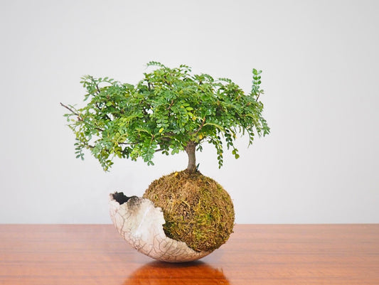 Zanthoxylum Piperitum Bonsai Kokedama