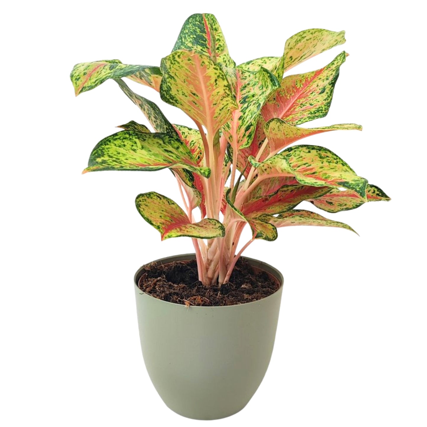 Aglaonema 10 Karat