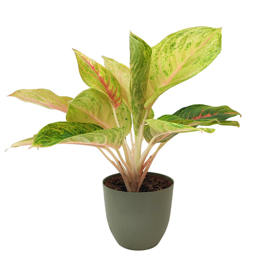 Aglaonema Dong Heng