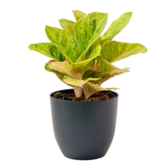Aglaonema First Green