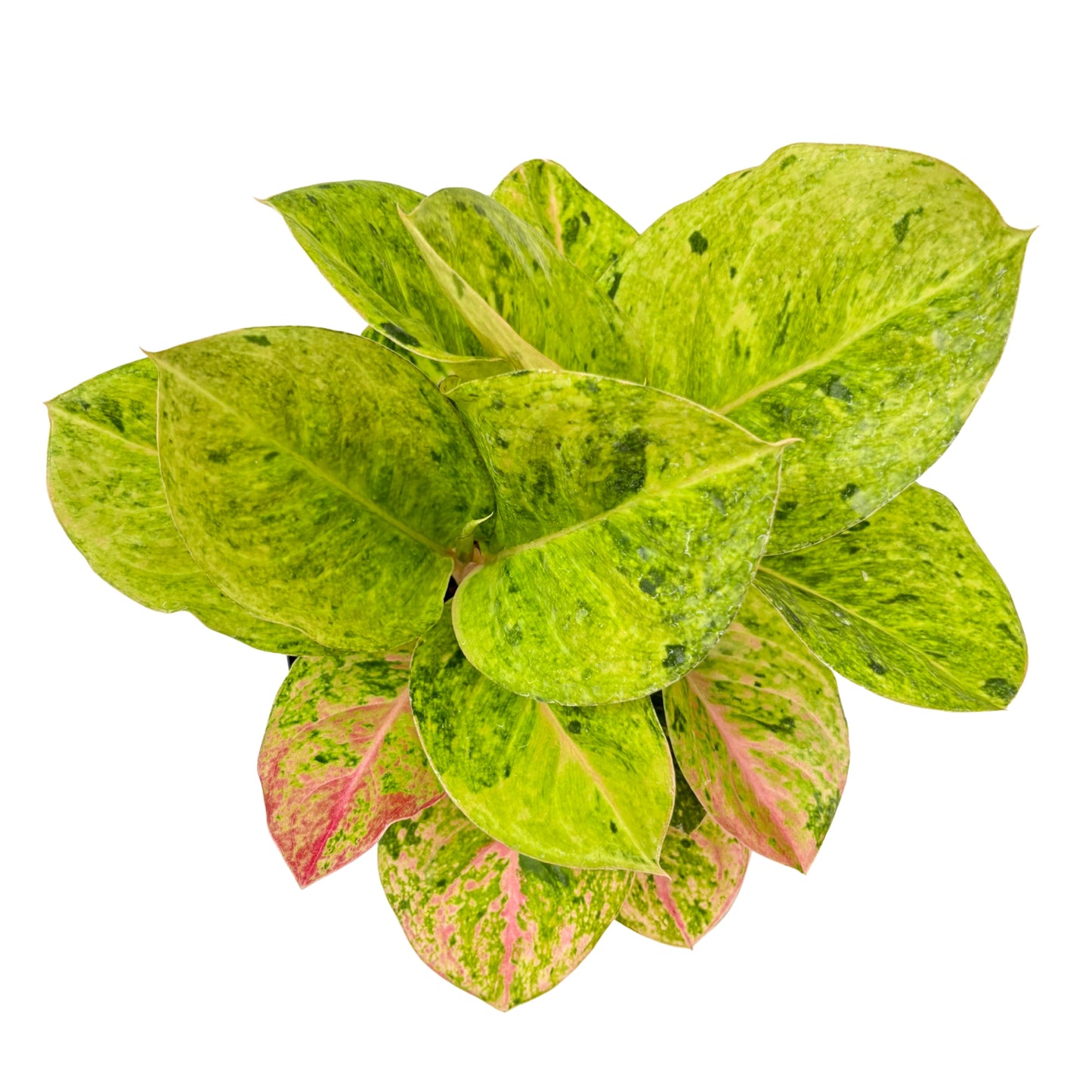 Aglaonema First Green