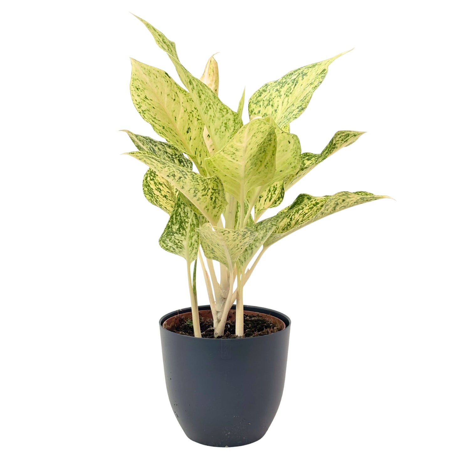 Aglaonema Luck Chan