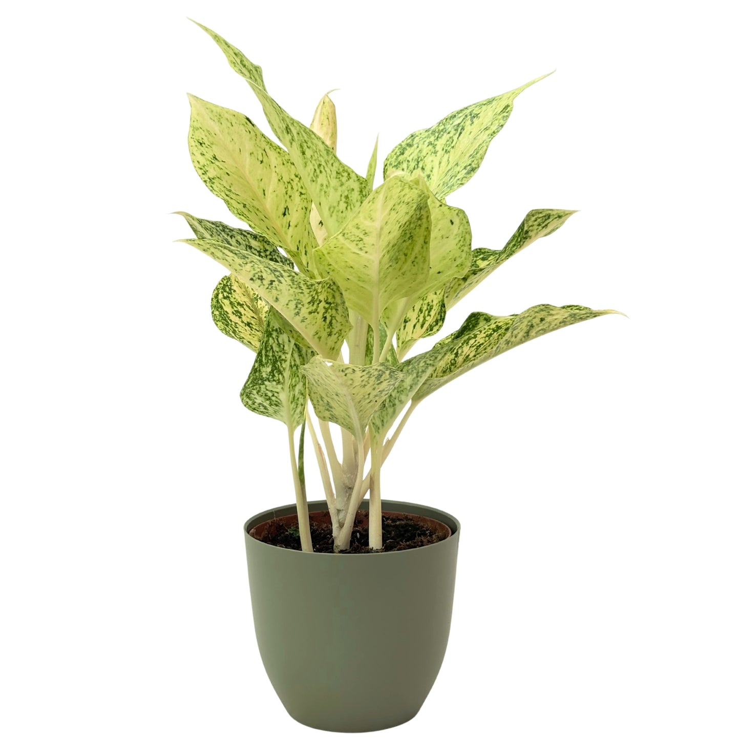 Aglaonema Luck Chan