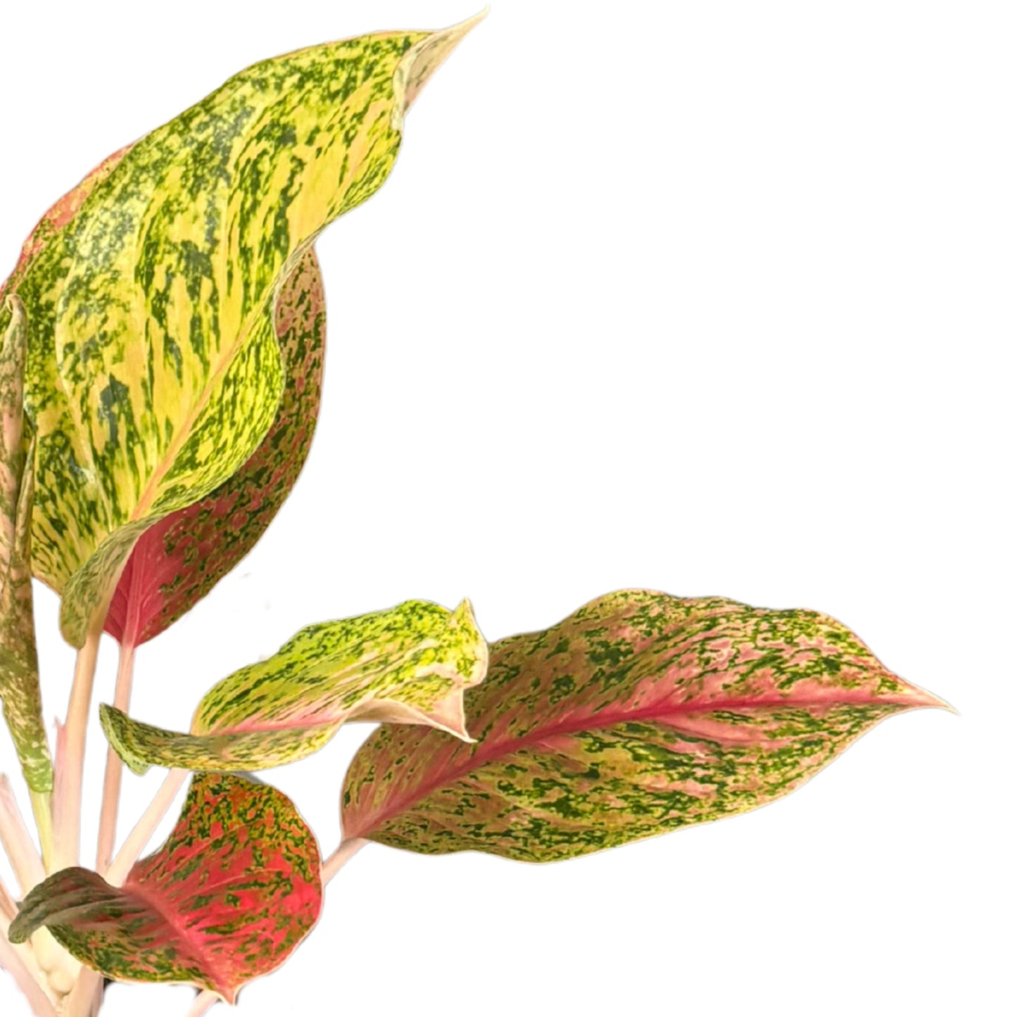 Aglaonema Maha