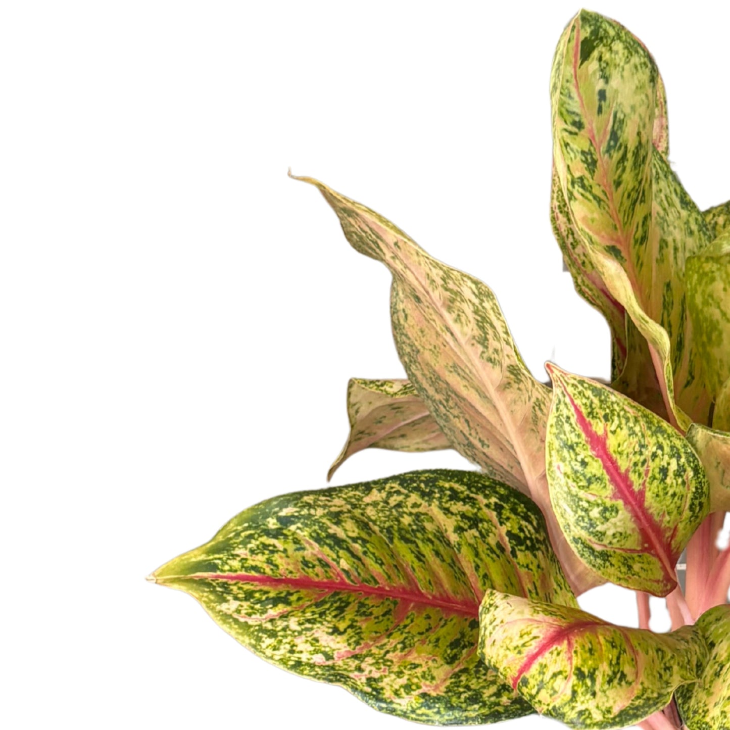 Aglaonema Maha Lab