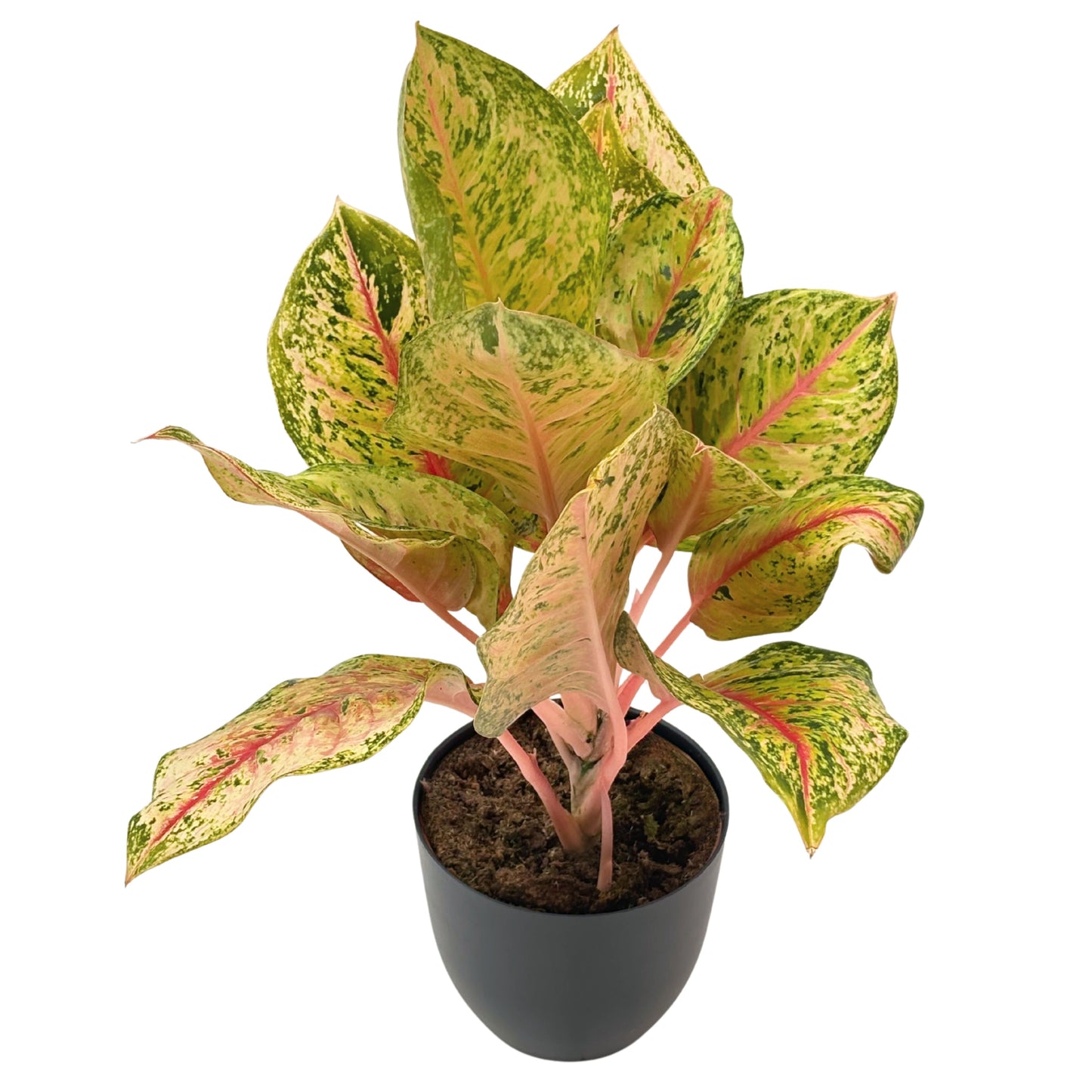 Aglaonema Maha Lab