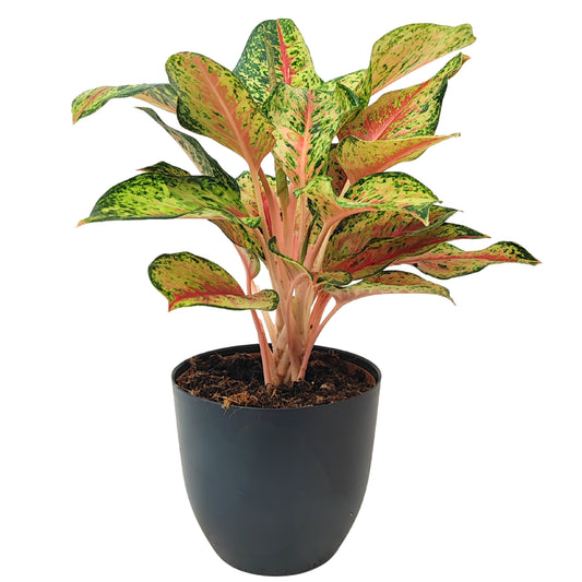 Aglaonema Maha Lab