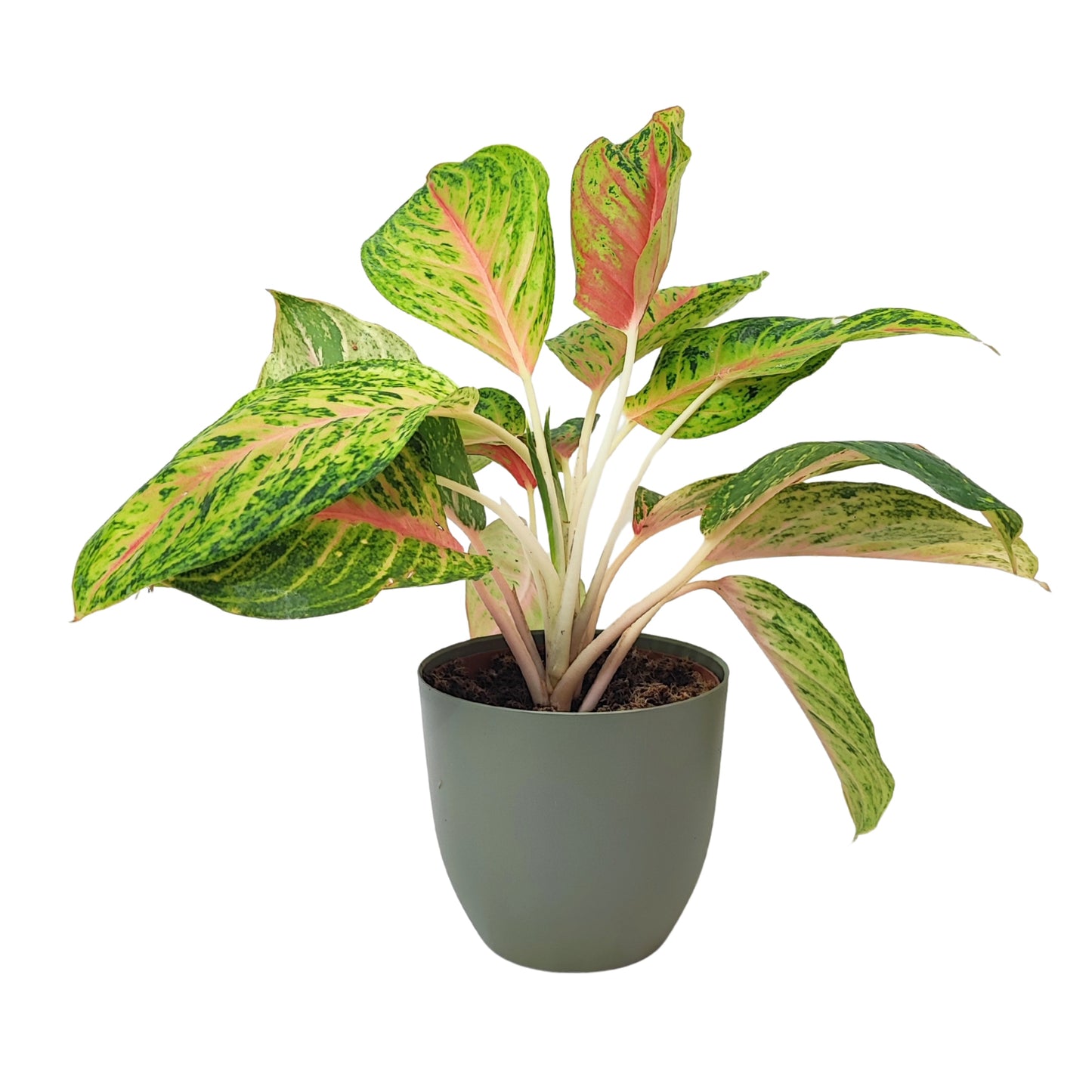 Aglaonema Maha