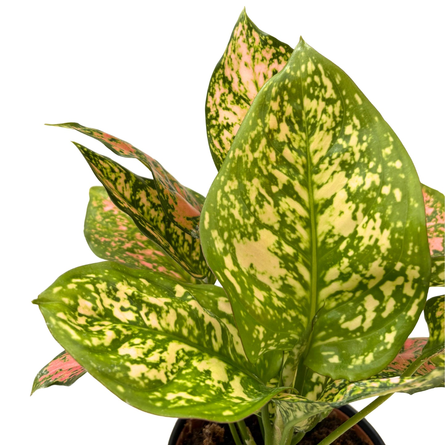 Aglaonema Pink Uniame