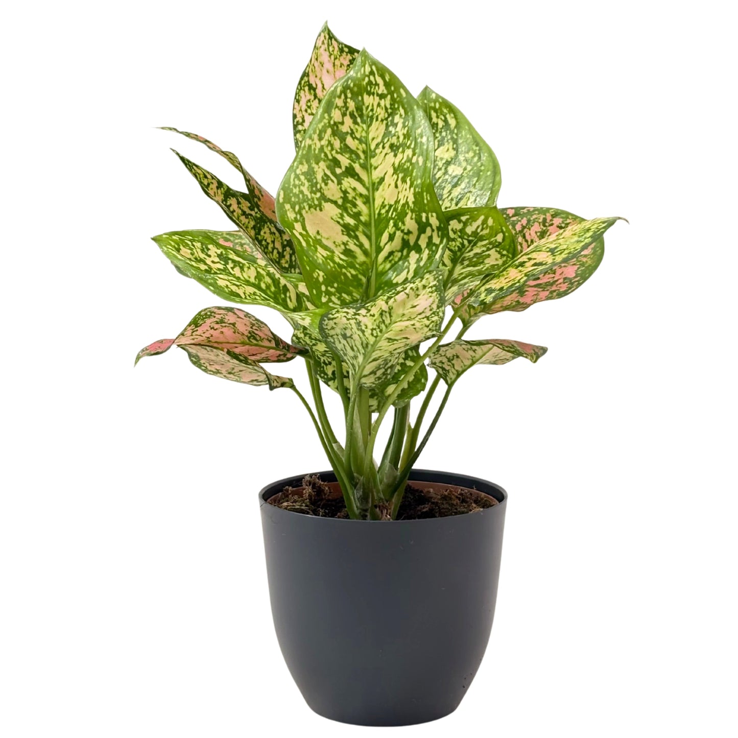 Aglaonema Pink Uniame