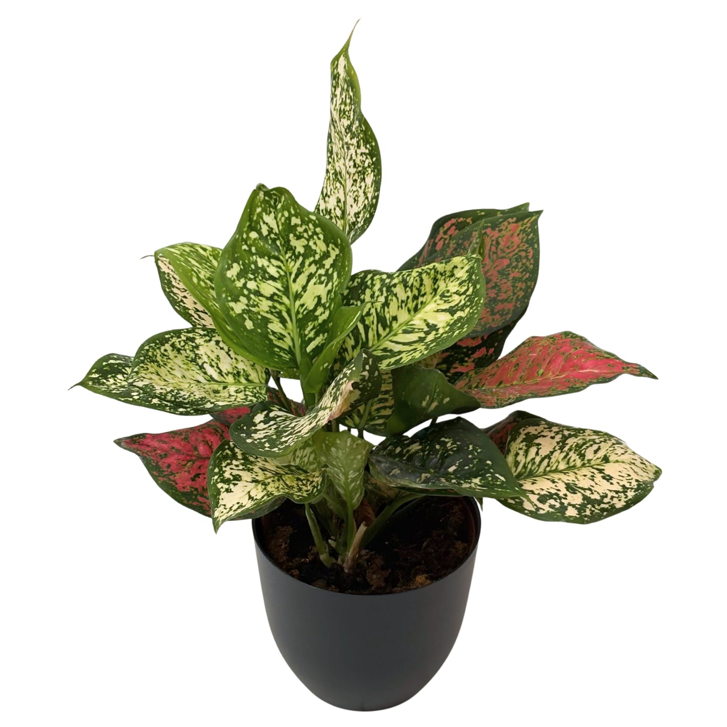 Aglaonema Red Uniame
