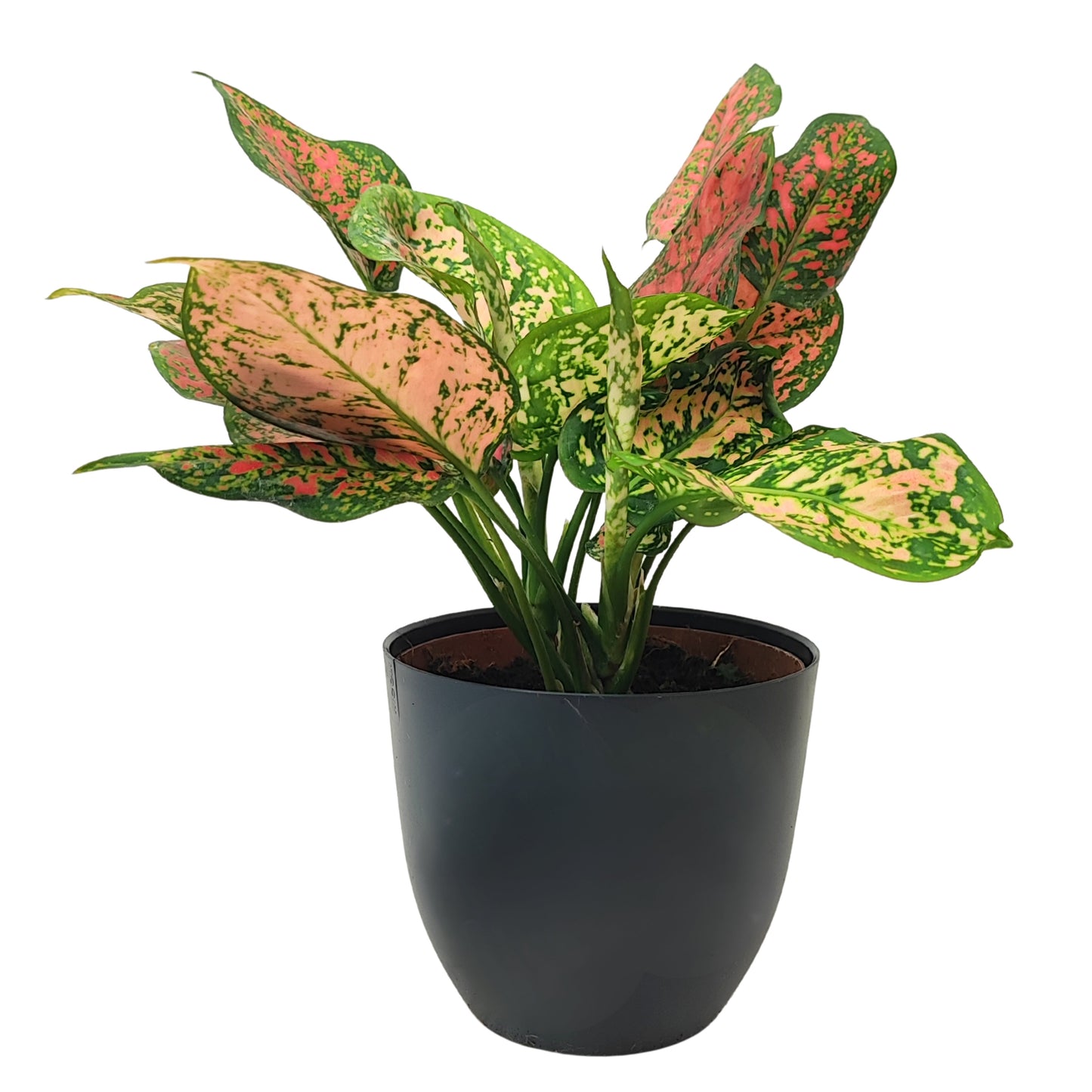 Aglaonema Red Uniame