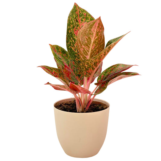 Aglaonema Sab Mongkol