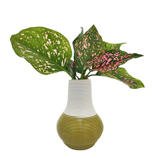 Aglaonema Purple beauty in idrocultura in vaso artigianale in argilla