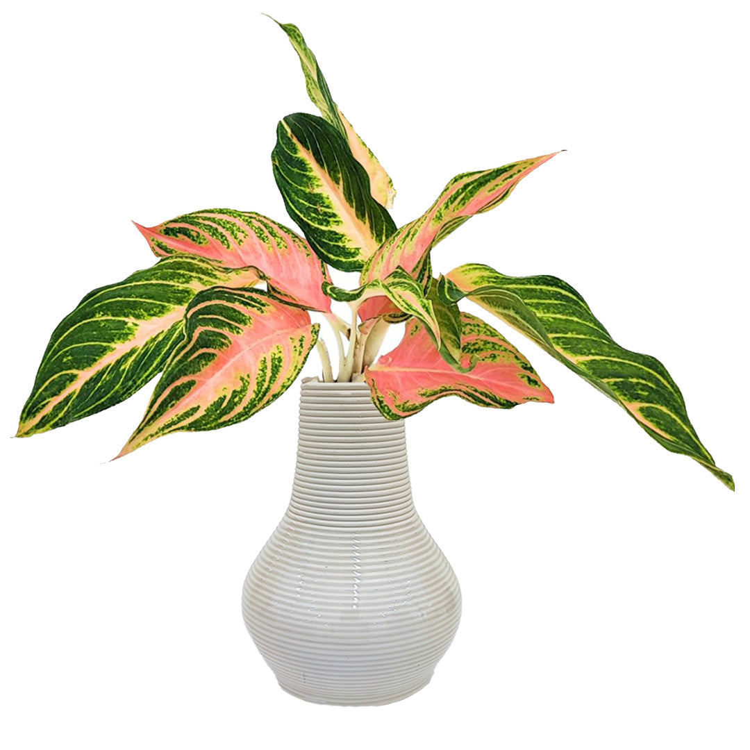 Aglaonema Pink Sunset in idrocultura con vaso artigianale in argilla
