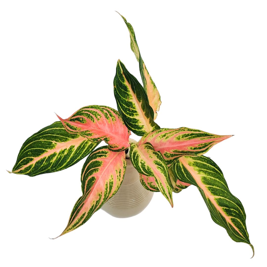 Aglaonema Pink Sunset in idrocultura con vaso artigianale in argilla