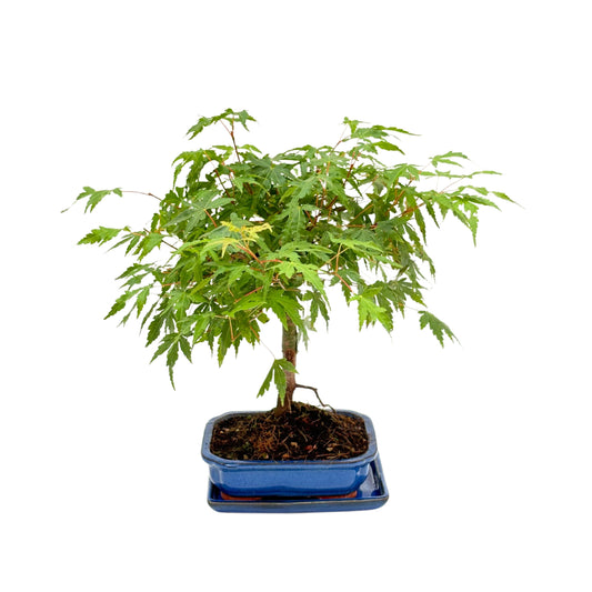 Bonsai Acer Palmatum 7 Anni - Collezione Premium
