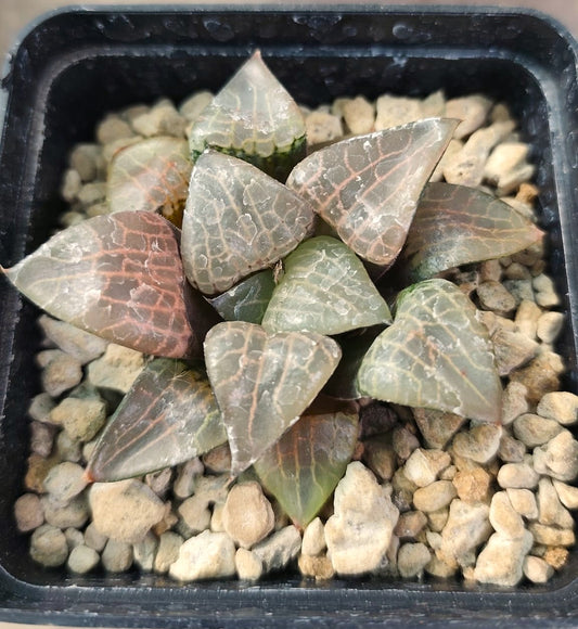 HAWORTHIA COMPTONIA VARIEGATA