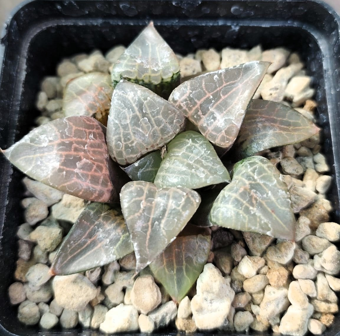 HAWORTHIA COMPTONIA VARIEGATA