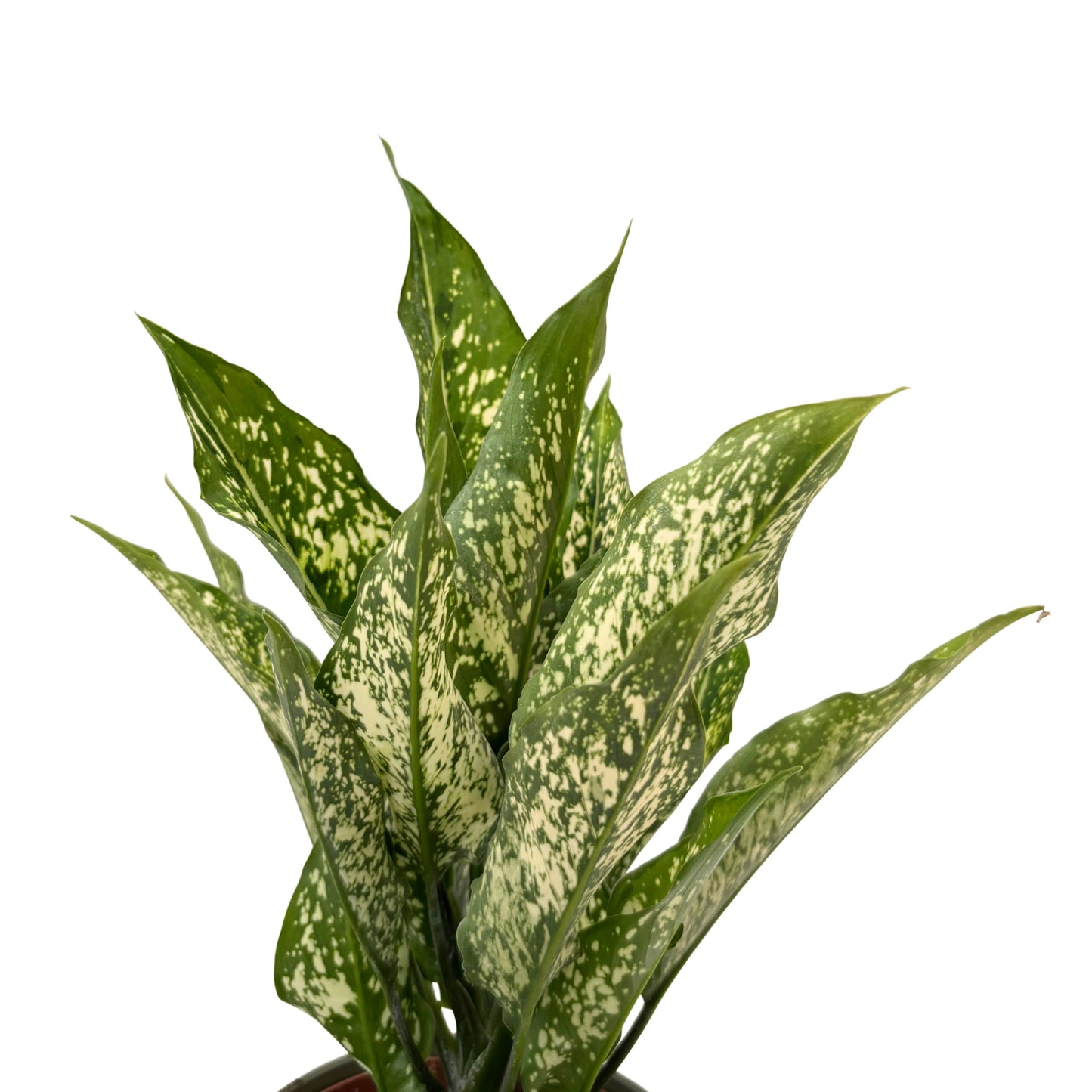 Aglaonema First Diamond